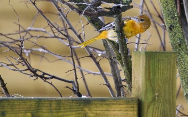 De Landelijke Inspectiedienst Dierenbescherming (LID) heeft 116 beschermde inheemse vogels in beslag genomen. Foto ANP