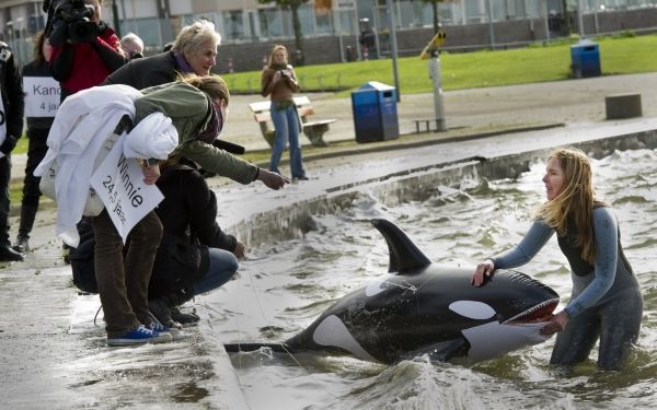 Met de symbolische vrijlating van een opblaasbare orka is een groep dierenrechtenactivisten donderdag in Harderwijk een campagne gestart voor de vrijlating van orka Morgan. Foto ANP