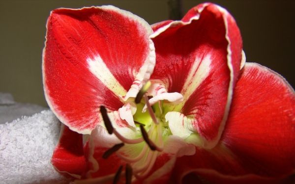 De bloemkelken van de amaryllis (Hippeastrum) trekken de aandacht. Beeld RD