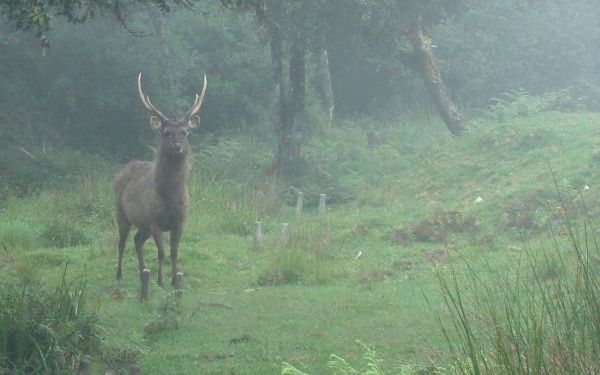 Ontmoeting met een sambar, een hertensoort die is te vergelijken met ons edelhert. Foto Ab Jansen