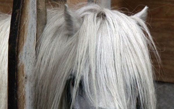 Pony. Foto ANP