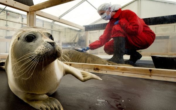 Zeehondencrèche Pieterburen. Foto ANP