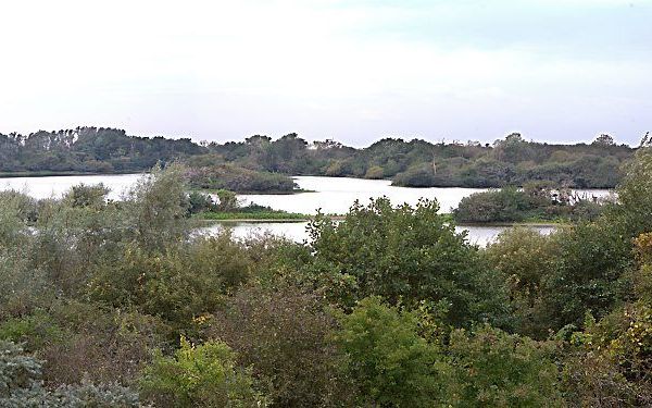 Natuurgebied de duinen van Oostvoorne. foto RD, Anton Dommerholt