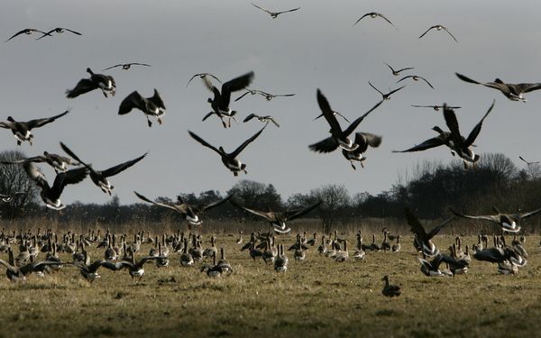 SINT JANSKLOOSTER - Ganzen op een weiland bij Sint Jansklooster. Biologische veehouders, die van natuurbeherende organisaties grond ter beschikking hebben gekregen, hebben last van grote kolonies ganzen die niet wegtrekken. Foto ANP