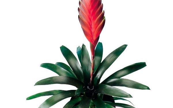 Wie kent hem niet, de bromelia? Als kamerplant op de vensterbank, of als lekkernij op je bord? Want ook de ananas behoort tot deze familie. Meer dan 2000 soorten zijn er, en het overgrote deel groeit en bloeit in de bossen en regenwouden van Noord- en Zui