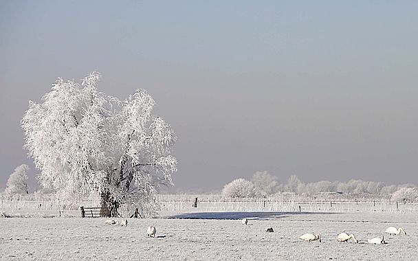 Het Binnenveld bij Veenendaal en Rhenen. Foto Wikimedia