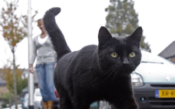 Sommige mensen denken dat een zwarte kat of het getal dertien ongeluk brengt. Foto ANP