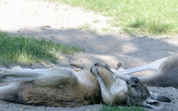 Een slapende kangaroe in de dierentuin. Foto EPA