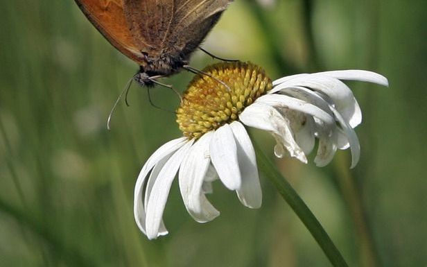 Zowel vlinder als bloem zijn nog weinig te zien in ons land. Foto ANP.