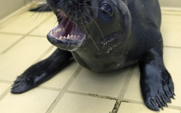 PIETERBUREN - Zwarte zeehond in zeehondencrèche in Pieterburen. Foto ANP