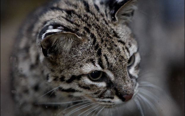 PLYMOUTH – Nooit meer zal de Britse kater Casper een ritje met de bus maken. In zijn woonplaats Plymouth is hij doodgereden door een auto. Zijn baasje heeft de dood van Casper naar buiten gebracht door een briefje bij de halte waar de populaire kat altijd