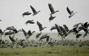 „De bestaande middelen en toegestane maatregelen om de ganzenpopulaties in de hand te houden hebben weinig effect.” Foto ANP