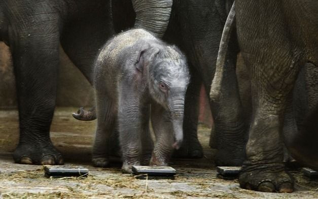 Tonya, weegt tussen de 80 en 100 kilogram en lijkt op haar vader. De bevalling verliep snel en zonder menselijke hulp. Moeder Douanita en dochter maken het goed, zo liet de dierentuin weten. Foto ANP