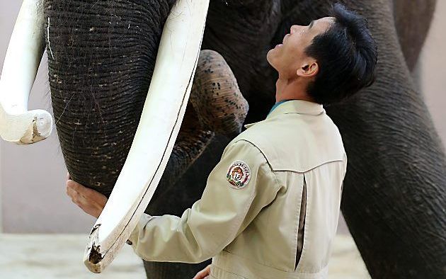 De pratende olifant Koshik met zijn verzorger. Foto EPA