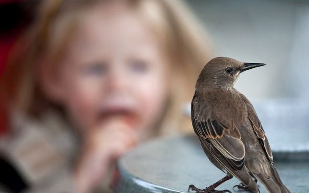 Een spreeuw op zoek naar voedsel. - Foto ANP