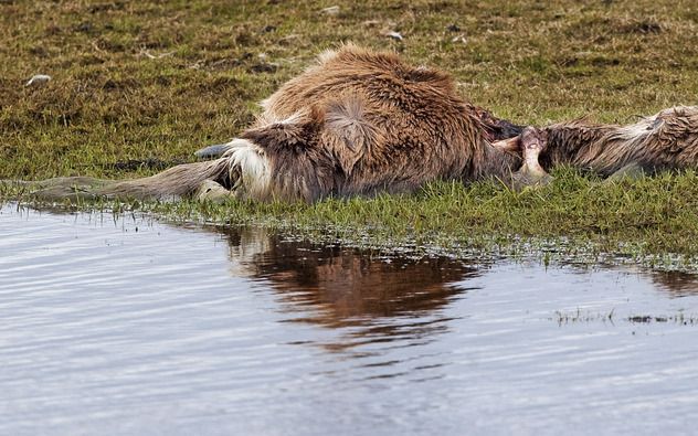 LELYSTAD - Een dood edelhert in de Oostvaardersplassen. In het natuurgebied de Oostvaardersplassen gaan de heckrunderen, edelherten en konikpaarden zoveel mogelijk hun eigen gang. Ze worden niet bijgevoerd en het afschieten van zwakke exemplaren moet onno