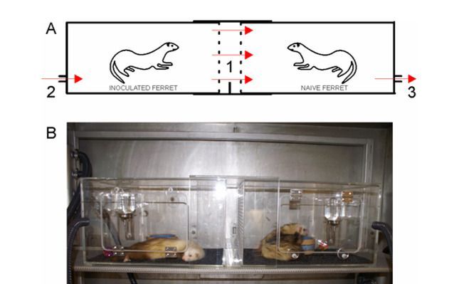 Fretten besmet met gripevirus H1N1. Foto Science