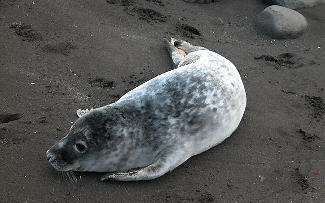 Zeehond vindt na 5 jaar zwerven geboorteplek terug. Foto Wikipedia