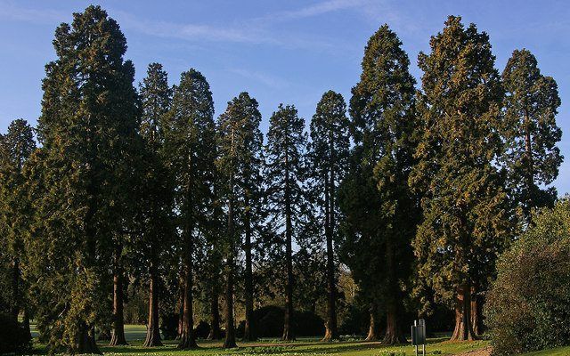 Een Amerikaanse kerk moet ruim 61.000 euro betalen voor het kappen van twee redwoods. Foto Ian Capper, Wikimedia