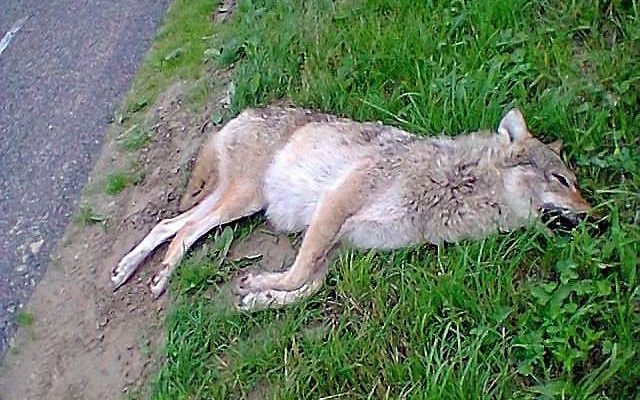 De doodgereden wolf. Beeld J. van der Linde