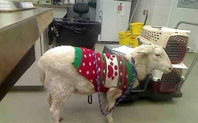 Het schaap in kersttrui. Beeld via www.facebook.com/NebraskaHumaneSociety