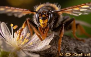 Een Aziatische hoornaar die voor de oogst van Nederlandse rauwe honing een bedreiging vormt. Deze hoornaar eet honingbijen en honing van de imker.