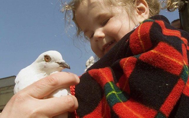 KOOTWIJKERBROEK - Pseudovogelpest bij duivenhouder Kootwijkerbroek. Foto ANP