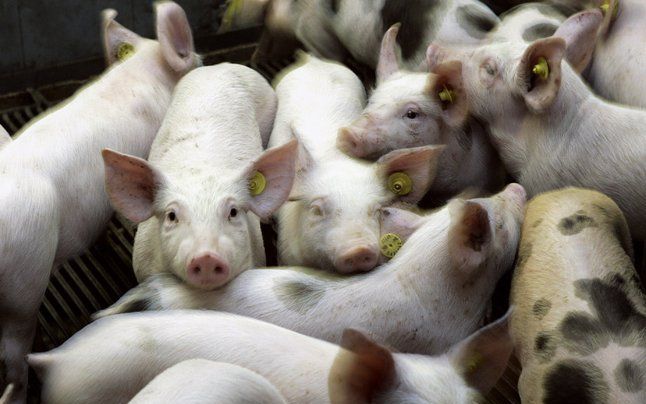 Bij een grote brand in een varkensschuur in het Brabantse Eersel zijn bijna 1300 varkens om het leven gekomen. Foto ANP