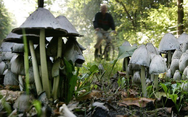 APELDOORN – Op de Veluwe is een tot voor kort in Nederland onbekende paddenstoel gevonden. Het is een mestpaddenstoel die voorkomt op keutels van wilde zwijnen. Foto ANP