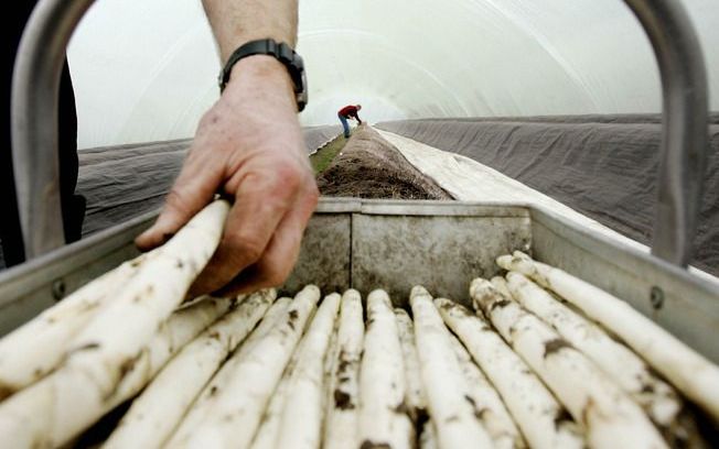 Woubrugge krijgt een aspergemuseum. De familie Noordam opent het museum binnenkort aan de Boddens Hosangweg. Foto ANP.