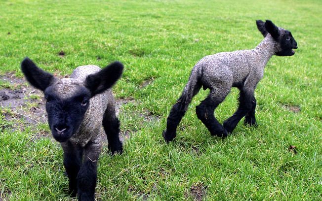 DEN HAAG – Kinderboerderijen moeten hun drachtige schapen en geiten de komende tijd in een afgesloten ruimte laten lammeren. De lammetjes moeten daar vervolgens afgezonderd van het publiek nog twee weken bij het moederdier blijven. Foto ANP