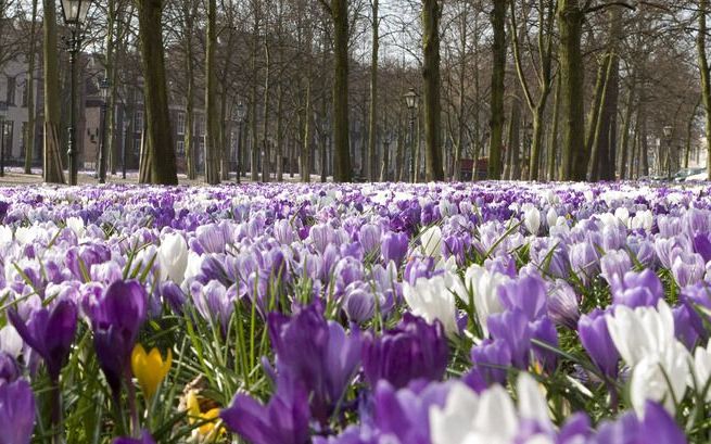 Het voorjaar begint dit jaar later door de koude winter. Foto ANP