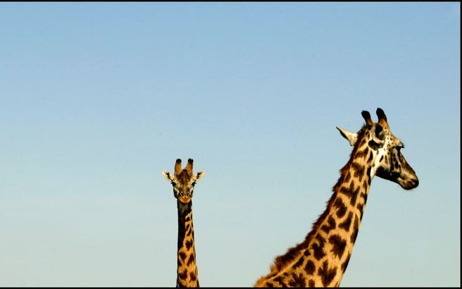 Giraffe dood in Artis. Foto ANP