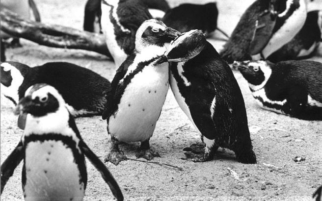 GENEVE - Een temperatuurstijging van 2 graden Celsius kan ervoor zorgen dat de pinguïnpopulatie op de Zuidpool drastisch kleiner wordt of zelfs verdwijnt. Foto ANP