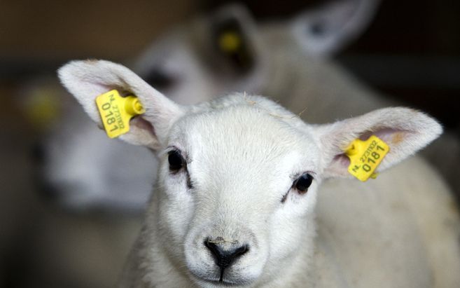 UDEN (ANP) – Geiten en schapen in de regio rondom Uden in Noord–Brabant zullen vanaf maandag massaal ingeënt worden tegen de voor mensen gevaarlijke Q-koorts. Foto ANP