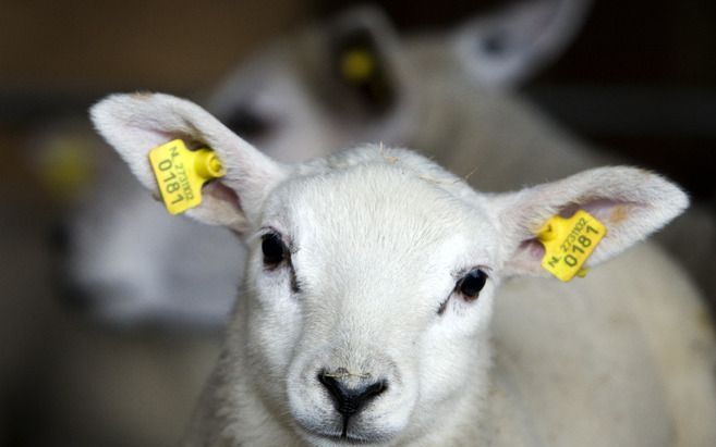 Het oormerken van geiten en schapen moet voortaan elektronisch gebeuren. Foto ANP