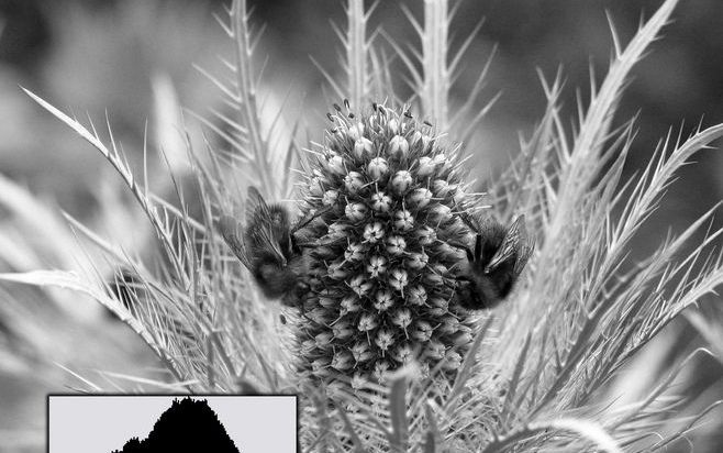 Bij een overdag geschoten, goedbelichte foto is het histogram een mooie berg. De nadruk ligt op de tonen in het middengebied. Foto’s Wessel van Binsbergen.