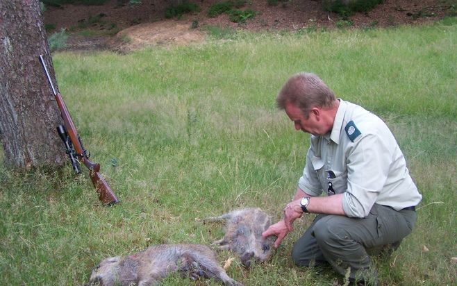 APELDOORN – Boswachter en faunabeheerder Joop Schoneveld (53) had gisteravond in een bos bij Apeldoorn de leiding over de eerste jacht van het seizoen op wilde zwijnen. Foto’s RD