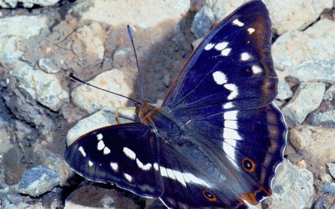 KRAGGENBURG – De zeldzame grote weerschijnvlinder is onlangs gesignaleerd in het Voorsterbos in de Noordoostpolder. Het dier dankt zijn naam aan het feit dat de bovenzijde van de vleugels van het mannetje bij een bepaalde lichtinval blauw glanst. Foto Nat