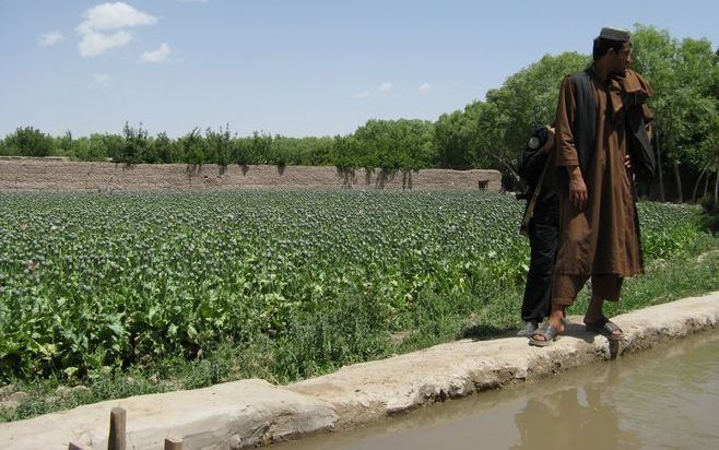 Afghaanse boeren bebouwden dit jaar negentien procent minder hectare grond met papaverplanten dan in 2007. Dat meldde dinsdag de Dienst voor Drugs en Misdaad van de Verenigde Naties (UNODC). Papaverbollen leveren de grondstof voor opium en heroïne. Foto A