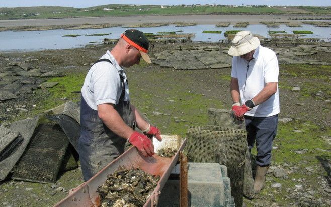 Op de drooggevallen oever van een zijarm van de Atlantische Oceaan sorteert Charlie McHugh (l.) uit Ierland samen met zijn collega een partij oesters. Foto’s RD