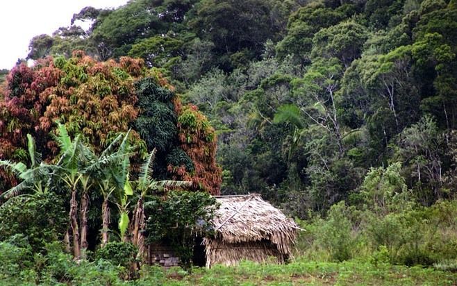 HOLANDA – De onderkomens van de Zeeuwse emigranten naar Brazilië waren nauwelijks de benaming huis waard. Bovendien wachtten er geen vruchtbare akkers op de Zeeuwen, maar onontgonnen stukken oerwoud. Foto uit ”Op een dag zullen ze ons vinden”