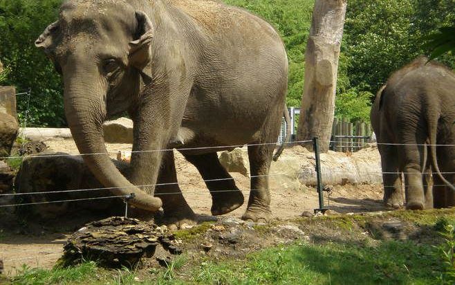 EMMEN – Dierenartsen hebben gisteravond besloten olifant Annabel te laten doodgaan, nadat ze uren voor haar leven had gevochten. Op de foto een olifant in Diergaarde Blijdorp. Foto RD