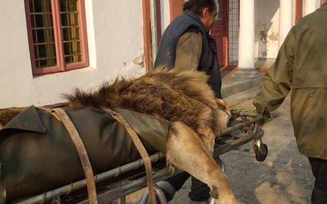 BUHUSI – Medewerkers van Pantera dragen een leeuw van Buhusi Zoo –stevig vastgesnoerd– op een brandcard naar een vrachtauto om naar Nederland te worden vervoerd. Het verwaarloosde dier arriveerde vrijdagmiddag vanuit Roemenië in het Friese roofdierenopvan