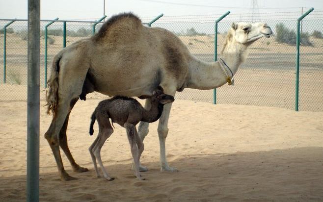 De eenbultige vrouwtjeskameel (dromedaris) Injaz is op 8 april ter wereld gekomen. Wetenschappers van het Kamelen Reproductie Centrum zijn vijf jaar met het project bezig geweest, meldde de krant The National dinsdag. Foto EPA