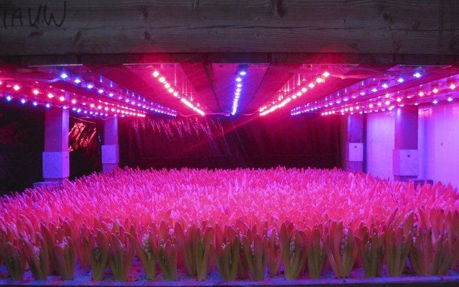 RIJSWIJK – Steeds meer tuinders experimenteren met led-verlichting ter vervanging van de SON-T-lampen. Onder meer omdat kleur beter te sturen is met leds. Gewassen reageren anders op licht dan mensen. Zo blijken rood en blauw licht belangrijke kleuren voo