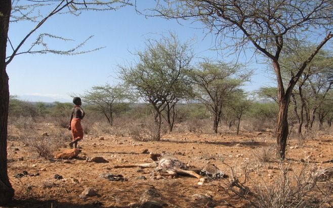 In het Samburudistrict in het noorden van Kenia sterven ezels, koeien en zelfs kamelen door de aanhoudende droogte. Hélène van der Roest van Red een Kind: „De voortdurende zoektocht naar voedsel maakt mensen moe en oud.” Foto's RD