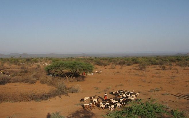 Keniase Samburukraal heeft door de droogte al wat dieren verloren. Foto Mark Wallet