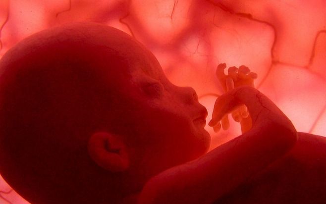 Een menselijke foetus van 30 weken heeft al een kortetermijngeheugen. Foto EPA