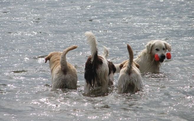 DEN HAAG – Waterpret brengt voor honden op warme dagen de nodige verkoeling. Dat is belangrijk omdat honden warmte slecht verdragen, zo waarschuwde de Hondenbescherming vandaag. Foto ANP